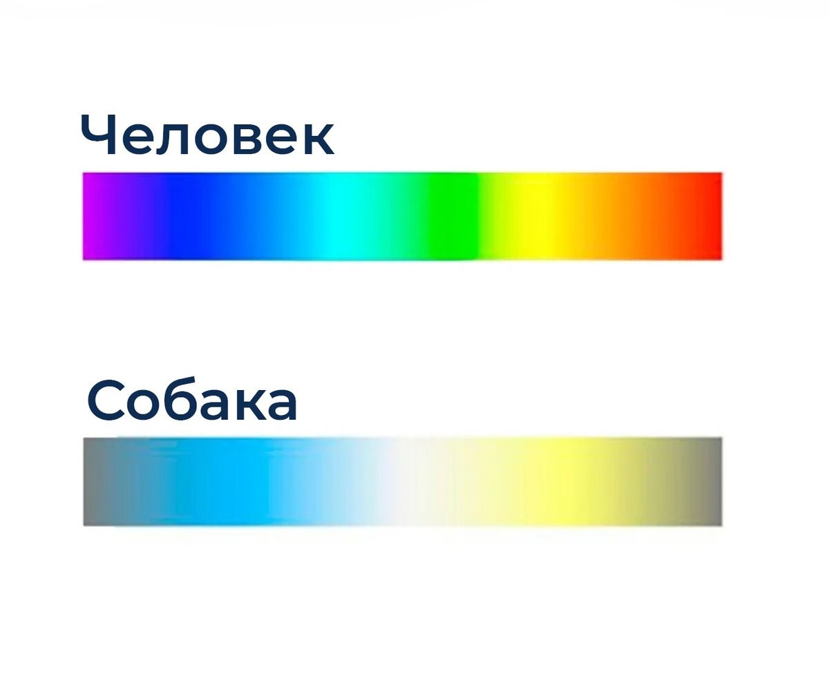 Картинки как видят собаки цвета