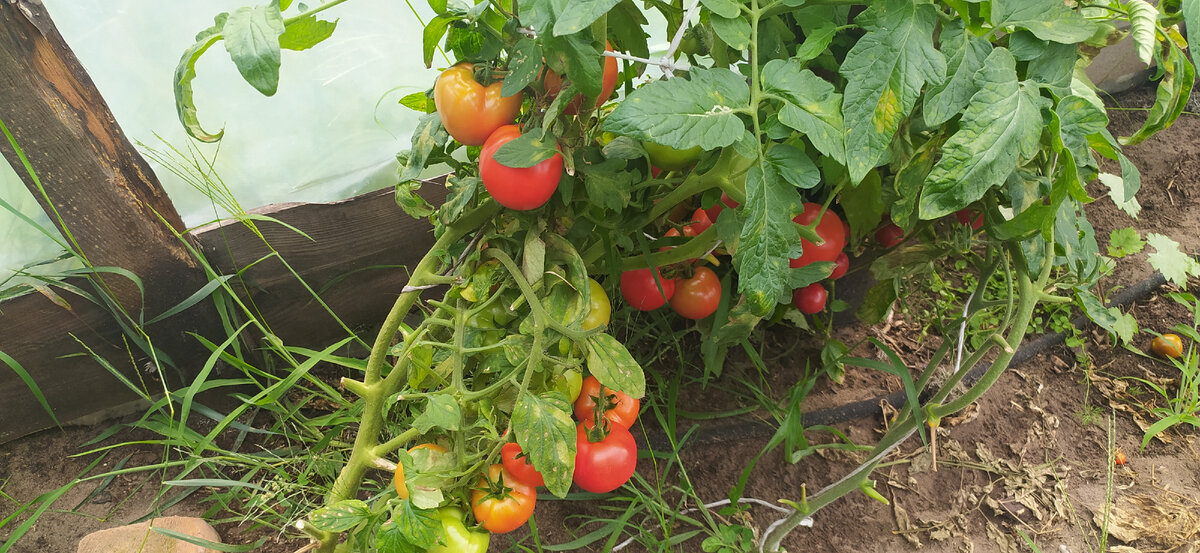 Томат Верочка.