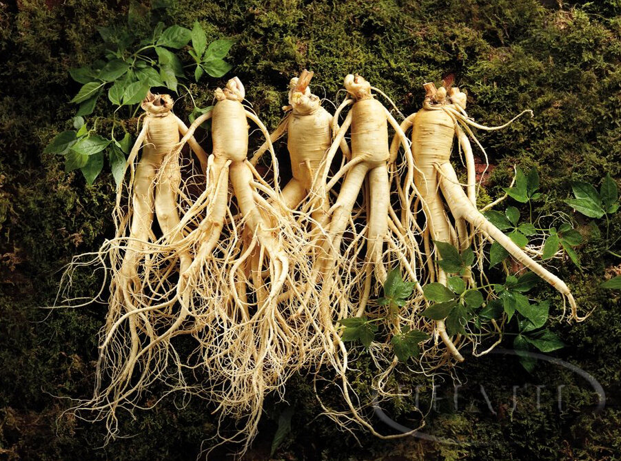 как выглядят корни растений. куст шиповника корневая. мандрагора стеблевая. Panax ginseng. корень хрена.