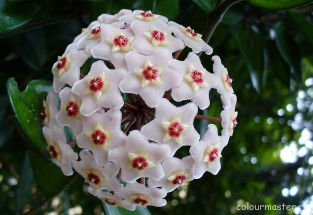 Хойя (восковой плющ)