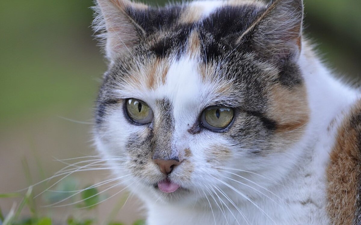 🐱Почему кошка высовывает кончик языка