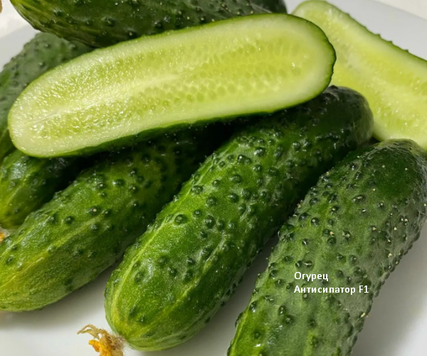 Ровные, красивые и сладкие огурцы. Скрин фото автора