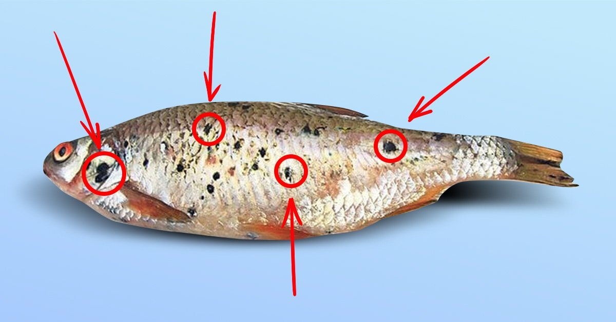 Болезни речных рыб с фото и названиями