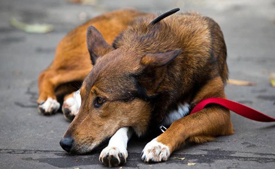 Фото из открытых источников.