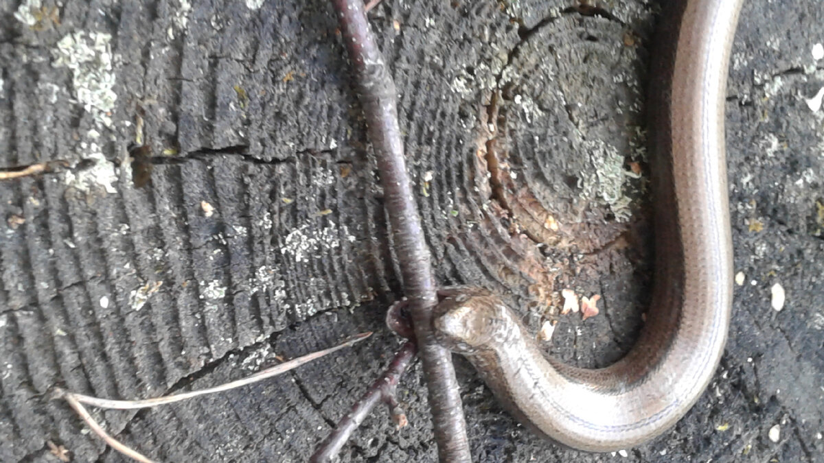 КАК ТО ШЕЛ ПО ЛЕСУ И ЗАМЕТИЛ МЕДЯНКУ КОТОРАЯ ЛЕЖАЛА ПОСРЕДИ ТРОПЫ С ПРИДАВЛЕННЫМ ХВОСТОМ,ВЕРОЯТНО ПЕРЕЕХАЛИ ВЕЛОСИПЕДОМ.Я СРАЗУ ВСПОМНИЛ РАЗГОВОРЫ О ТОМ ЯДОВИТА ОНА ИЛИ НЕТ И ЕСТЬ ЛИ У НЕЕ ЗУБЫ.