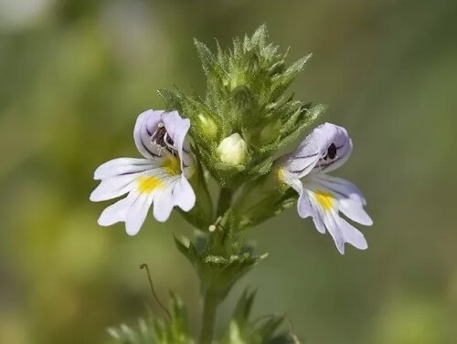 Очанка лекарственная