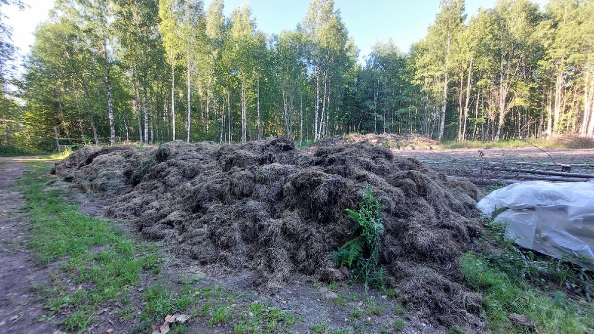10 камазов скошенной травы