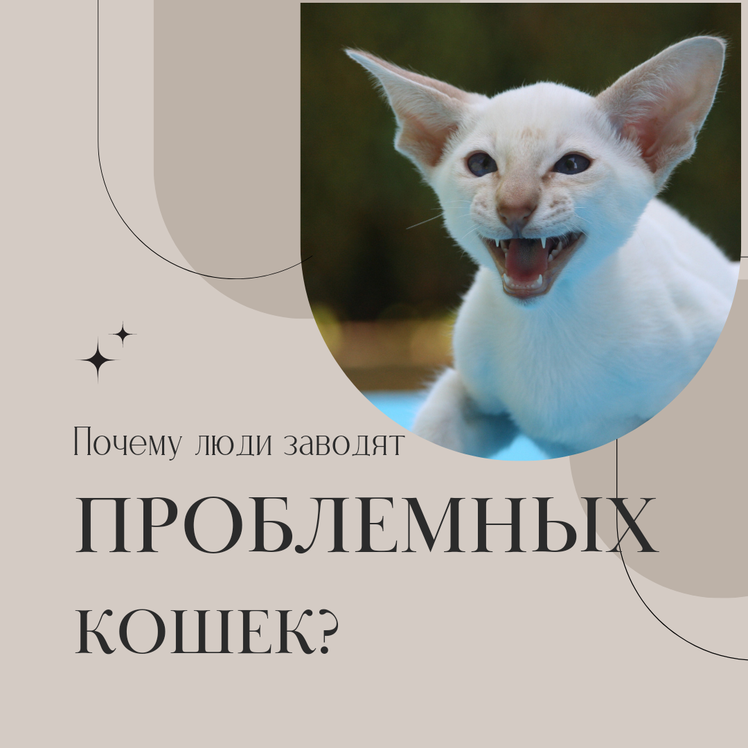 Почему убегают кошки