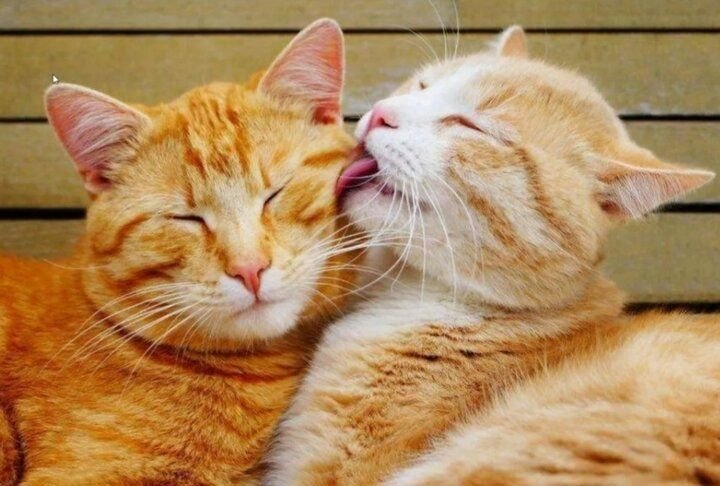 10 фотографий кошек, которые очень влюблены друг в друга