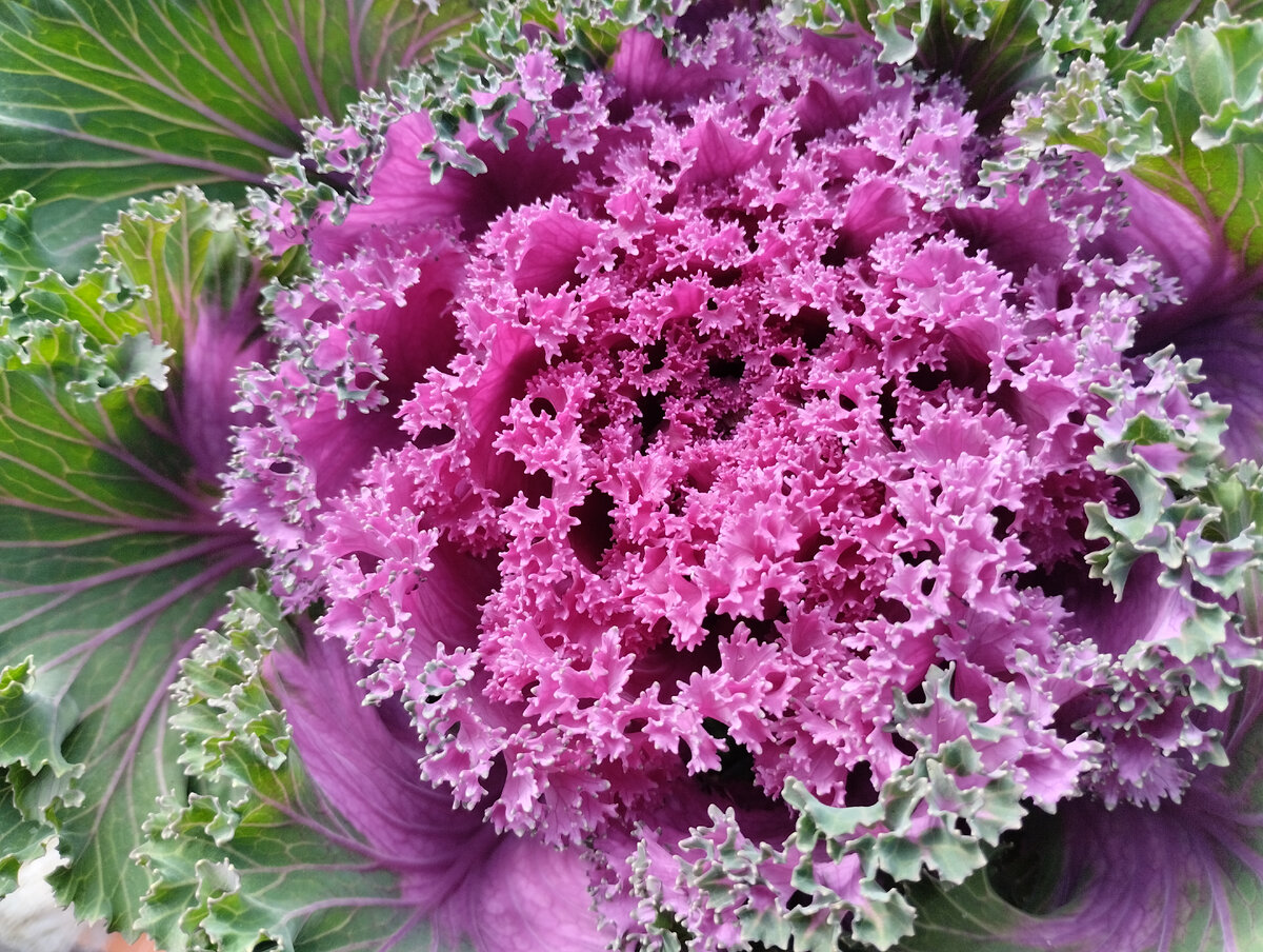 Осенняя королева — декоративная капуста: растение для удивительных осенних композиций