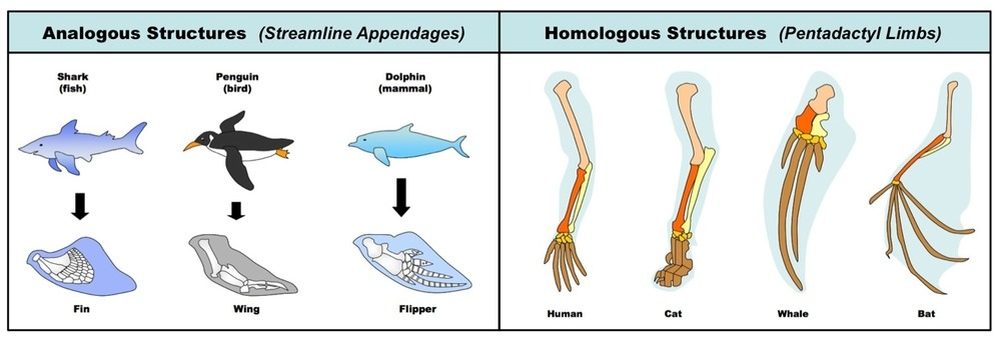 Картинка отсюда: https://feeds.captivate.fm/myapbiologythoughts/ 