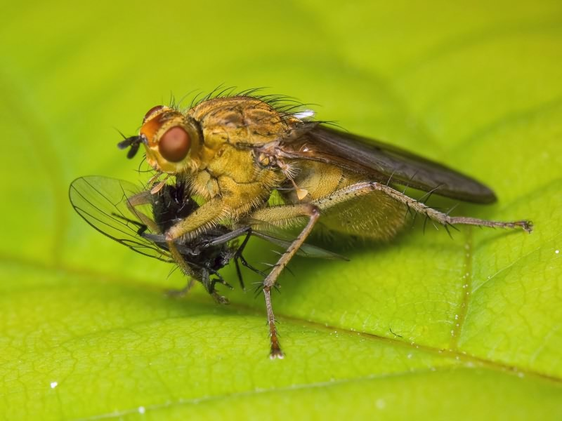 Как называется муха мужского. Scathophaga stercoraria. Навозница рыжая Scathophaga stercoraria. Муха (насекомое) Двукрылые. Навозная Муха желтая.