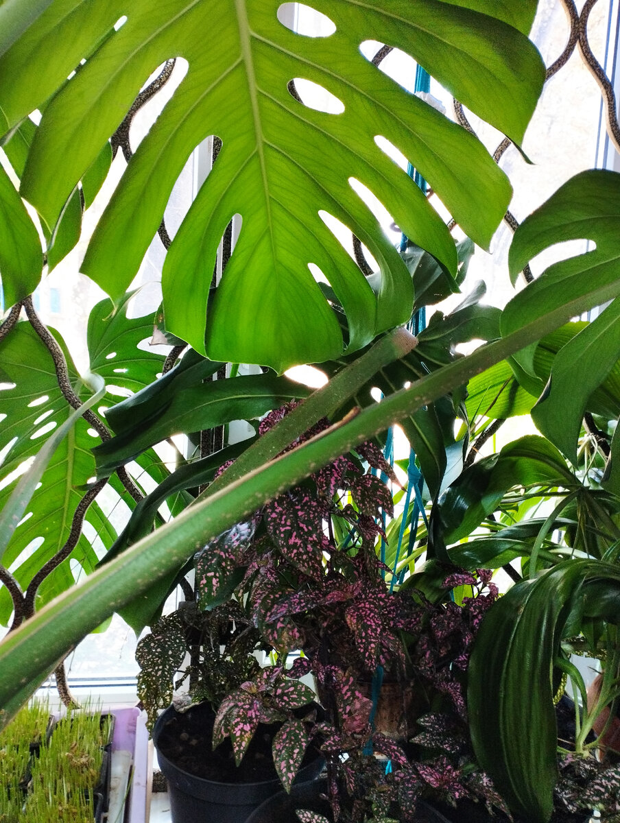 Теперь у нас на окне ботанический сад.. 