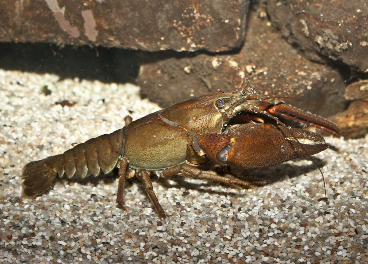 Рак. Astacus Astacus. Широкопалый Речной. Astacus pachypus. Astacus Leptodactylus