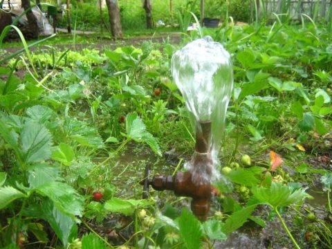  В большинстве садовых кооперативов вода для полива подается по графику