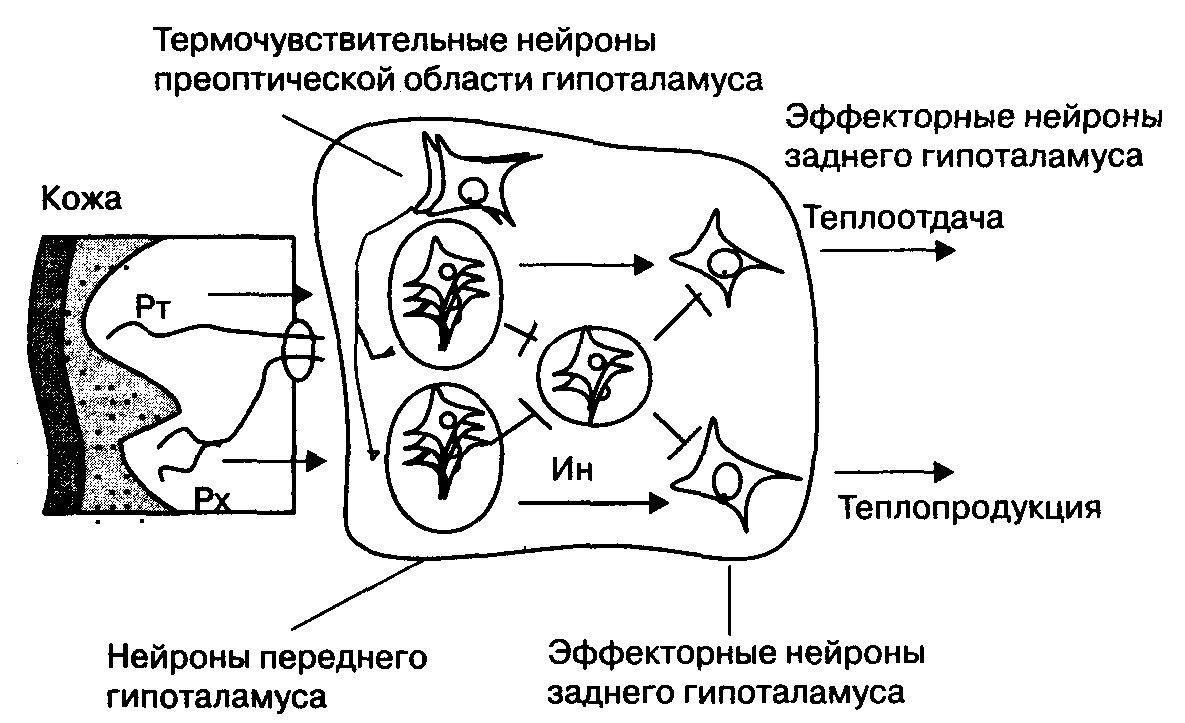 Механизмы теплоотдачи. Механизмы нейрогуморальной регуляции. Нейрогуморальная регуляция теплообразования и теплоотдачи. Центры теплоотдачи. Механизмы теплопродукции.