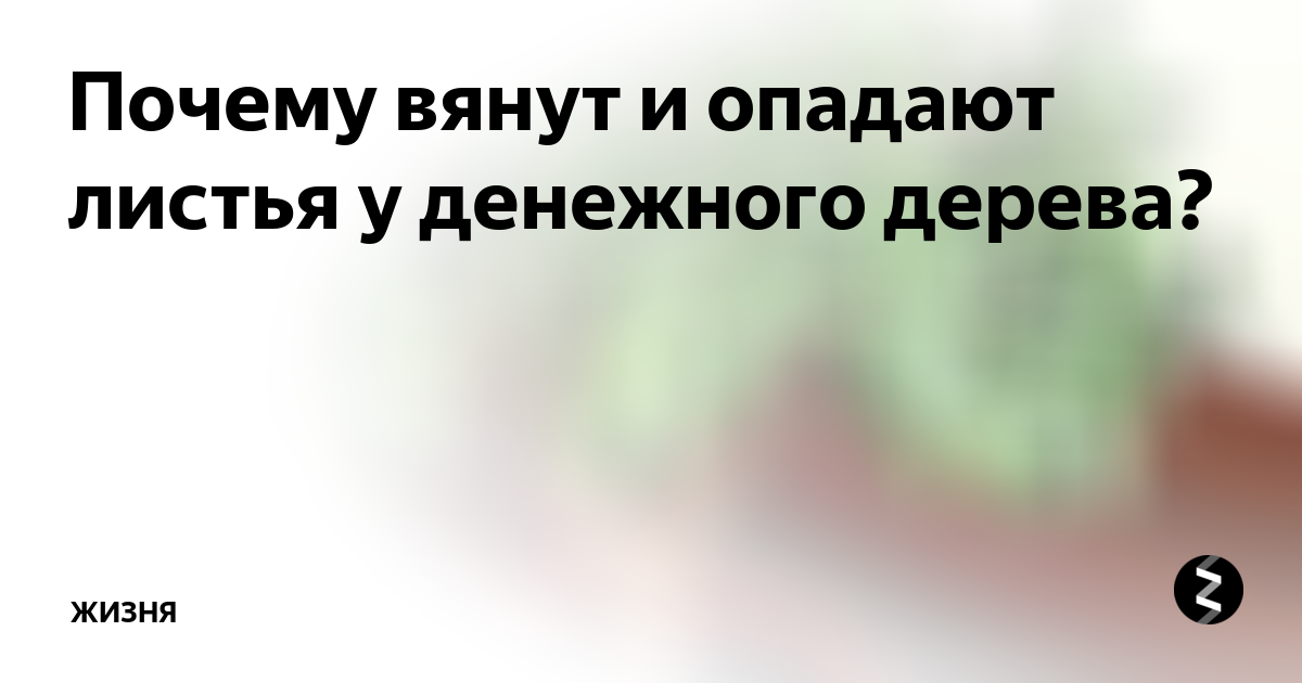 10 распространенных причин, по которым крассула сбрасывает листья.