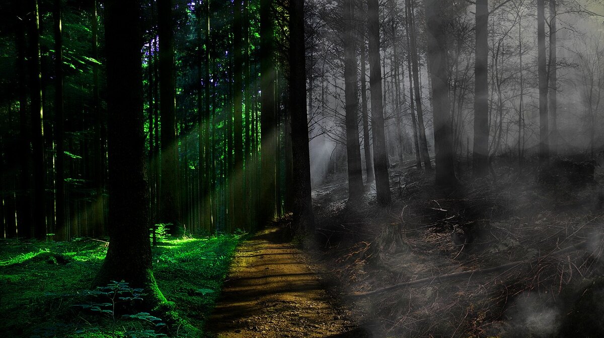 pixabay.com/en/death-life-fog-forest-path-trees-2433005