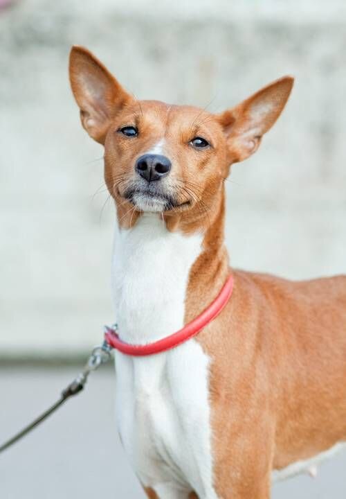 Источник: pinterest.com