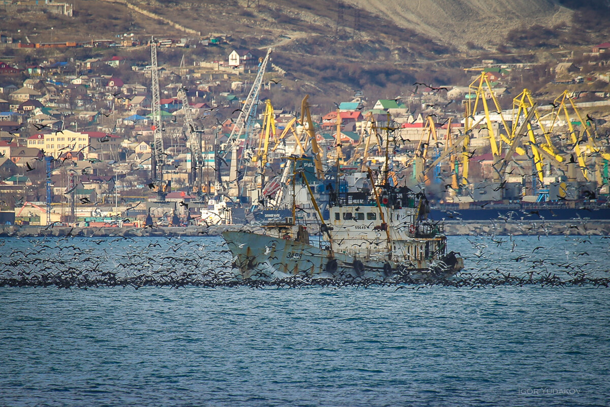 Цемесская бухта. Цемесская бухта Новороссийск. Цемесской бухты в Новороссийске. Цимлянская бухта Новороссийск. Цемесская бухта черного моря.