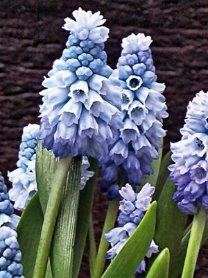 Лазоревый цвет выглядит примерно так