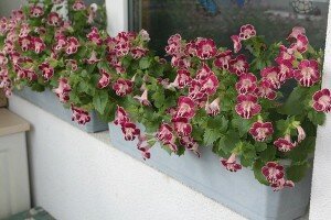 Давайте разберемся с правилами выращивания мимулюса из семян и сроками, когда же его сажать.