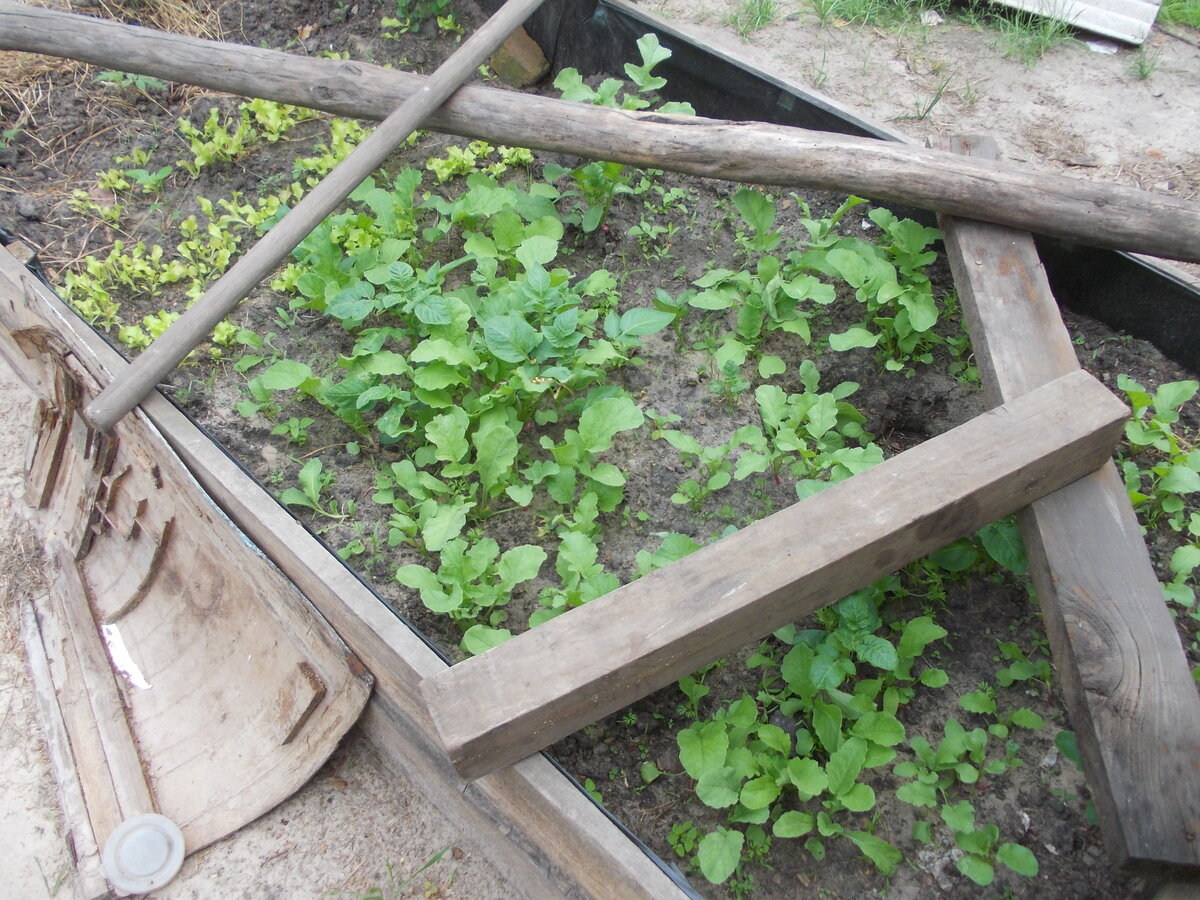 Наш редис дружненько взошёл и салатик, который высевала на полоске туалетной зимой, чтобы по весне просто полосочку на землю положить и землей присыпать