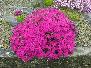 Высота такого цветка редко превышает 30 см. Это самый подходящий вариант для оформления бордюров и высадки на газонах, поскольку прекрасно скроют все неровности почвы, в разумных пределах, конечно. Посадка таких должна быть достаточно плотной, но с соблюдением всех правил садоводчества. Вот несколько ярких представителей низкорослых многолетников: