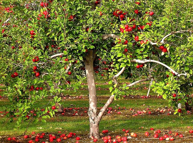 Сроки посадки яблони осенью