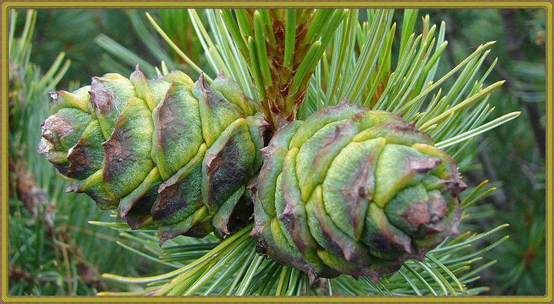 Уникальность Байкальского природного биосферного заповедника. Бурятия ...