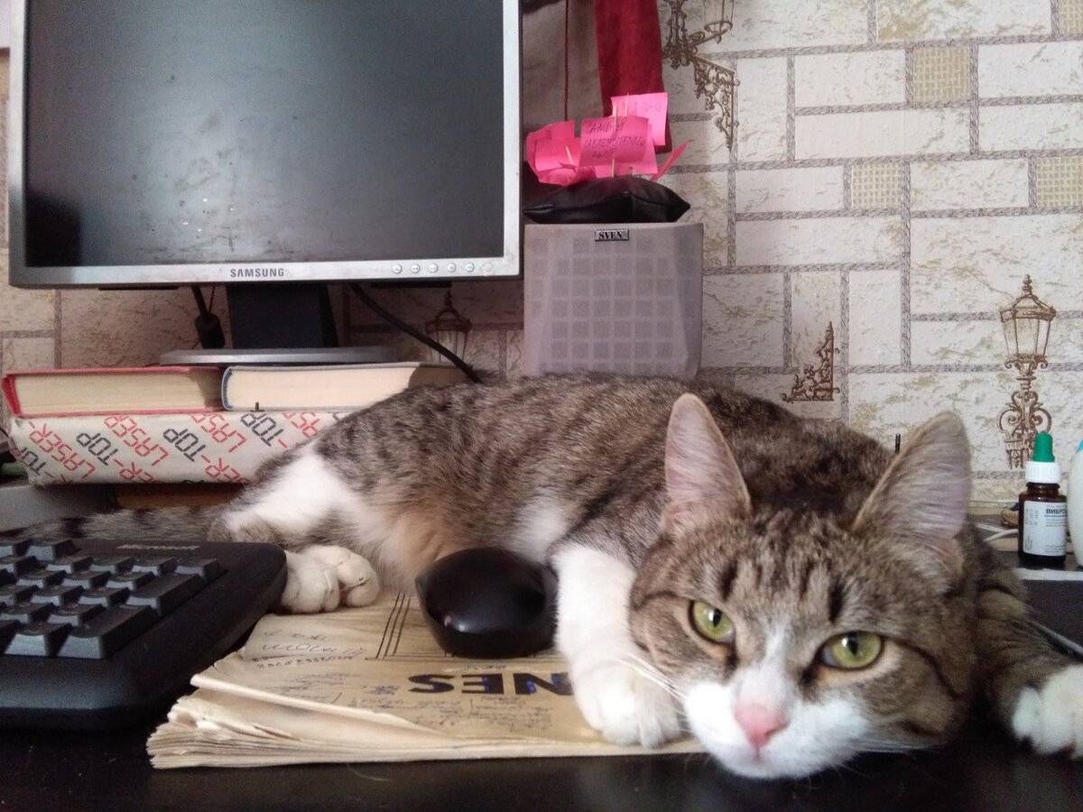 Кот Тамерлан из Банды Дворян