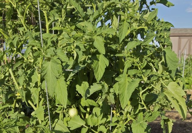 Помидоры ботва фото. Настой ботвы томатов. Помидорная ботва. Настой из ботвы томатов. Зеленой ботвой от томатов.