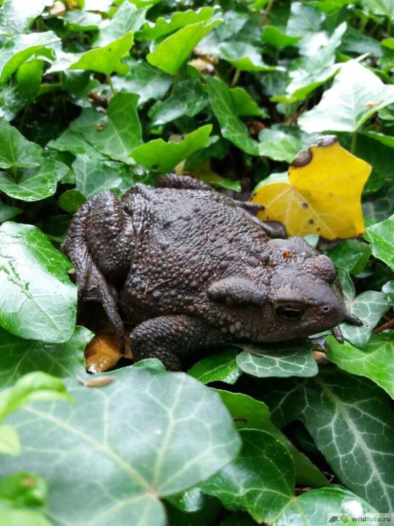   Кавказская жаба или колхидская жаба (Bufo verrucosissimus) — самое  крупное земноводное не только Краснодарского края и Адыгеи, но и России.