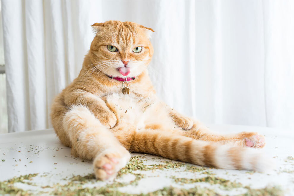Как коты реагируют на кошачью мяту и зачем она нужна: фото и видео | Мяу or  never | Дзен