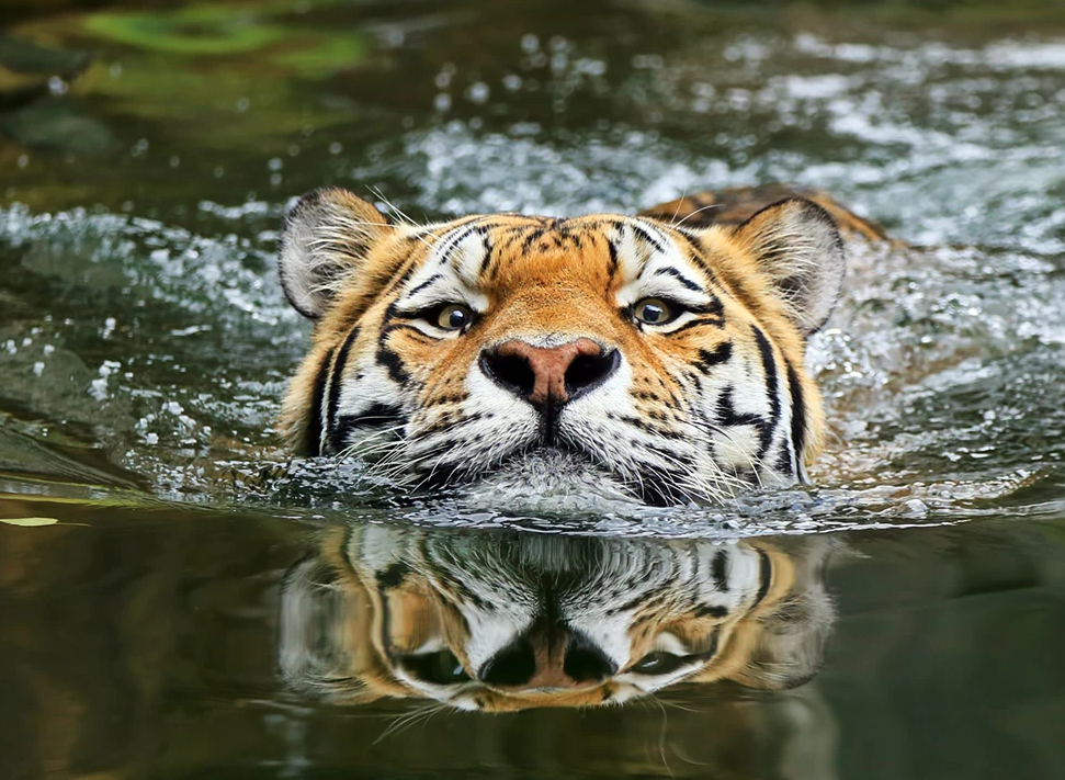 Фото Klaus Wiese