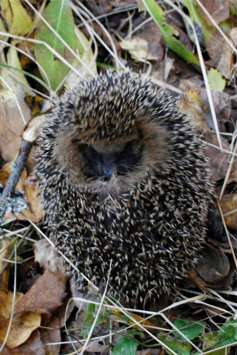 Ну чем не маленькая сова?)