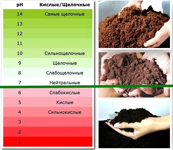 Какие растения любят кислую почву