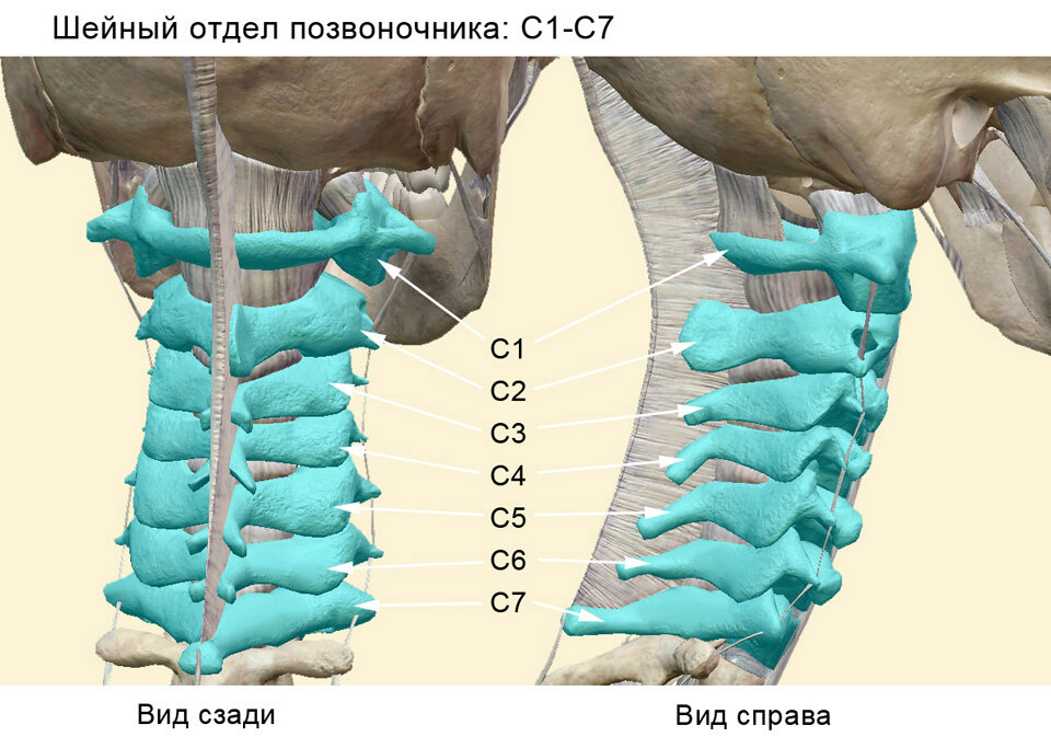 Как лечить грыжу в шее?