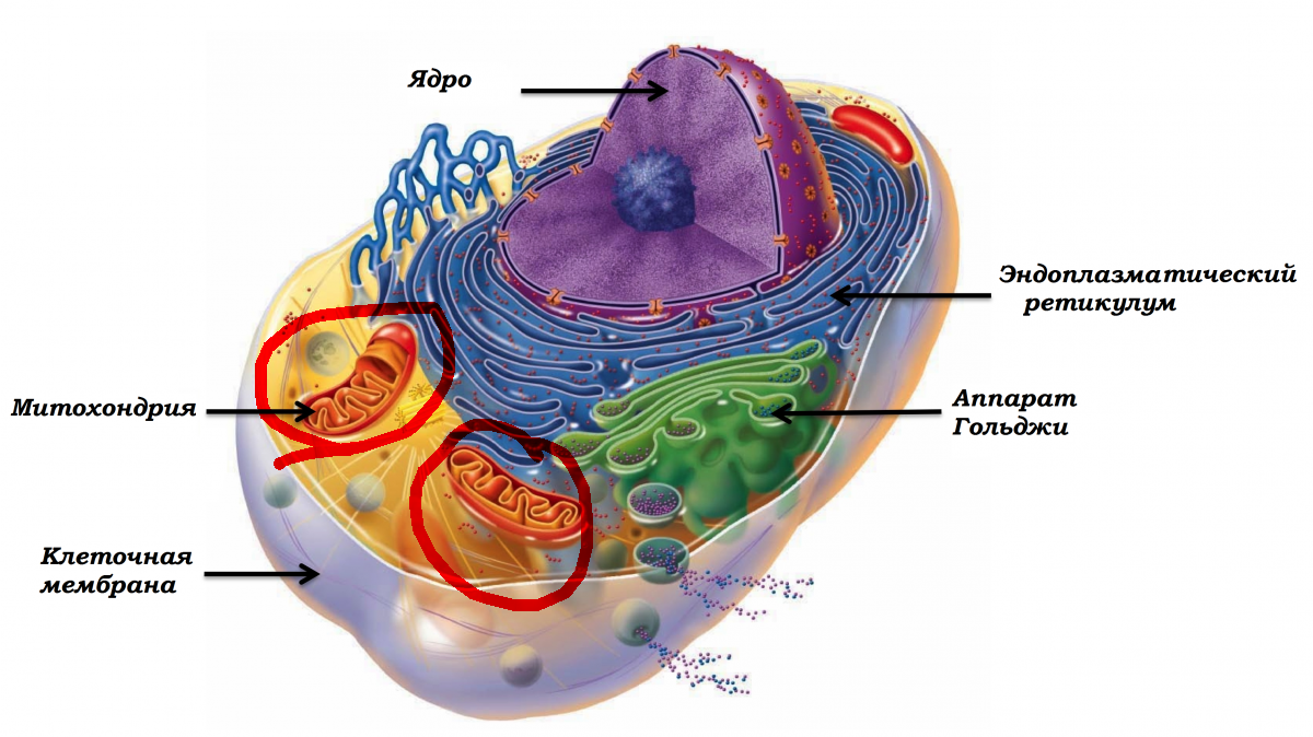 Строение органелл клетки. Органоиды клетки человека митохондрия. Органоиды клетки митохондрия и лизосома. Строение органелл животной клетки. Строение ядра митохондрии