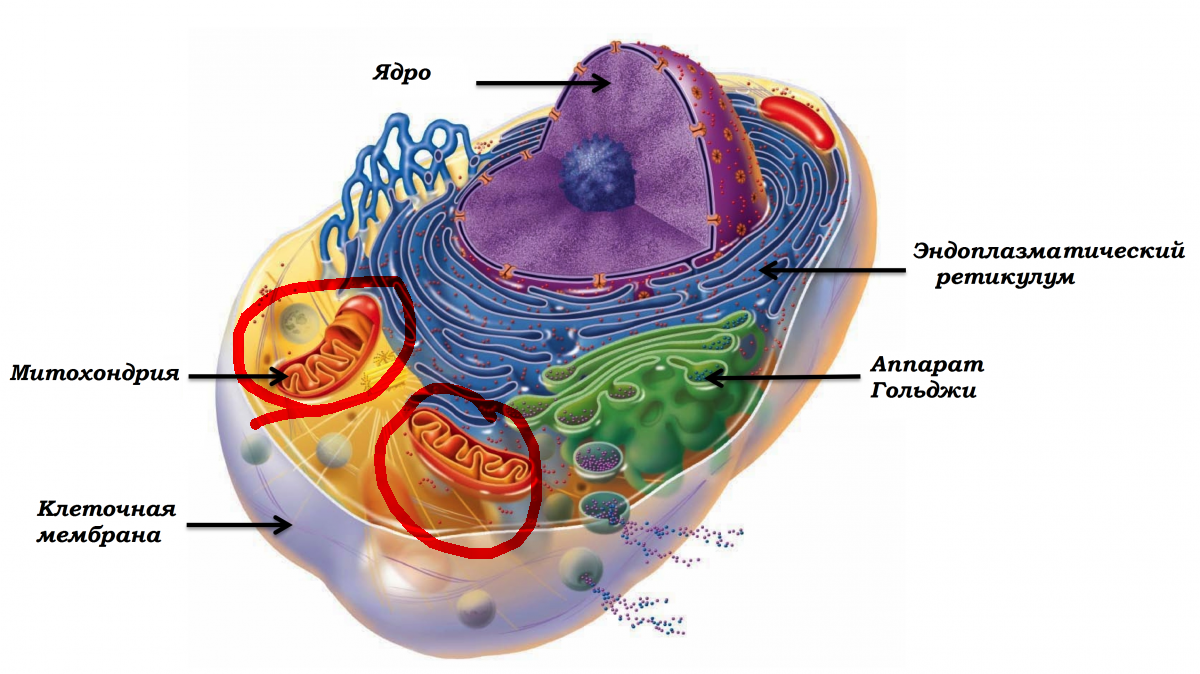 Строение ядра митохондрии