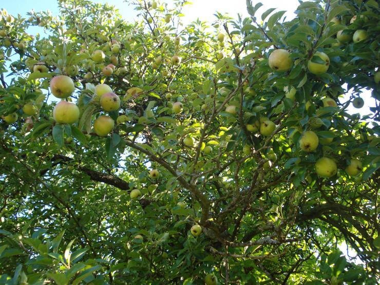 Стелющиеся яблони: описание сортов, особенности выращивания. Лучшие сорта яблонь для Сибири и Урала