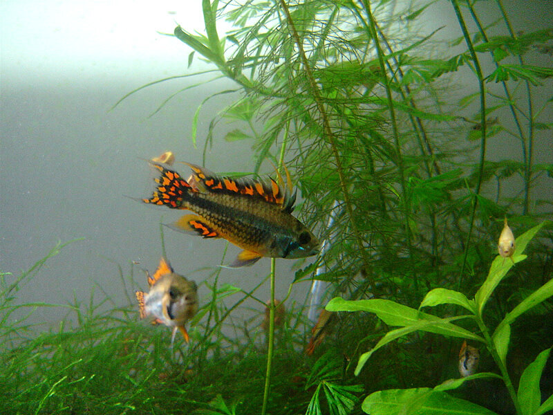 Апистограмма какаду (Apistogramma cacatuoides) – яркая небольшая рыба, которая проста в содержании.