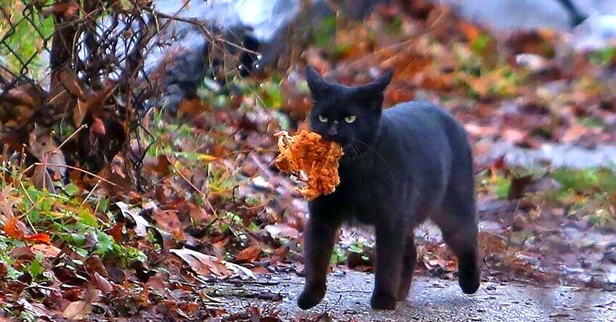 Кот добыча. Кошка ворует. Чёрного кота воруют. Кот тащит. Чёрная кошка с добычей.