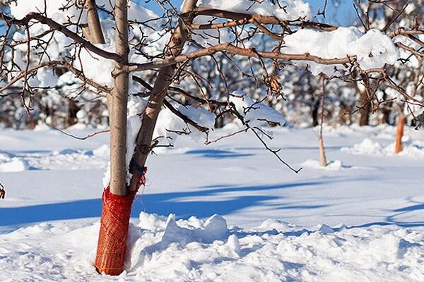 http://posadka-vyrashchivanie-uhod.ru/
