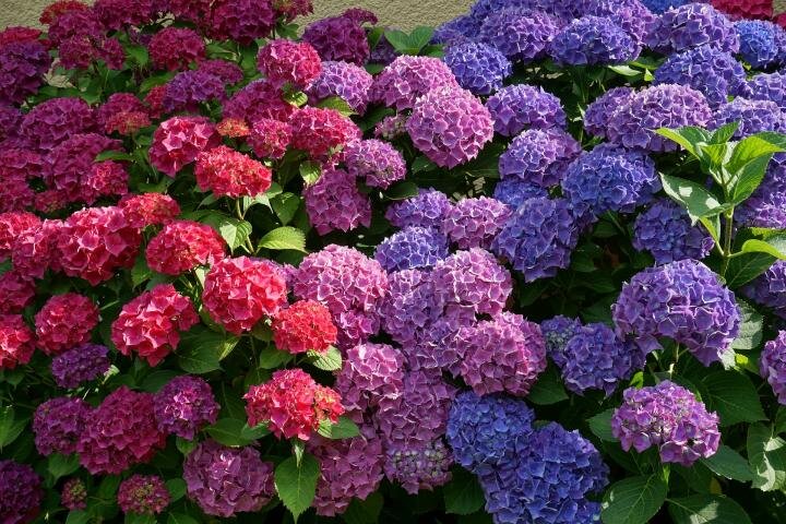 Ссылка на изображение