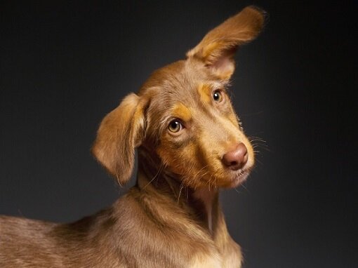 Мокрый нос - неизменный спутник любого пса!