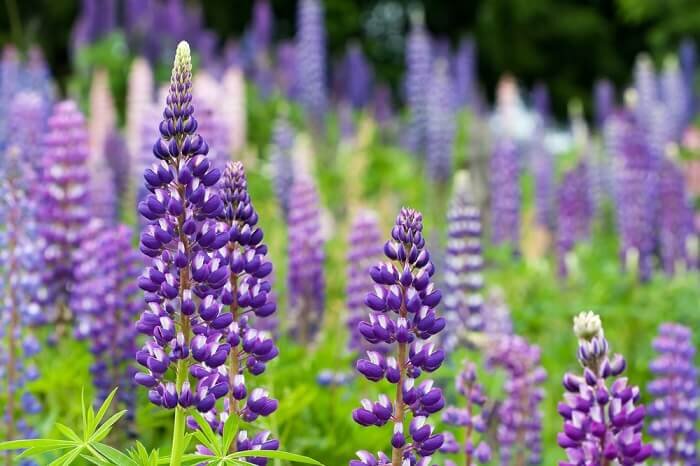 Фото: https://floraexplorer.com/wp-content/uploads/2018/03/purple-lupine.jpg