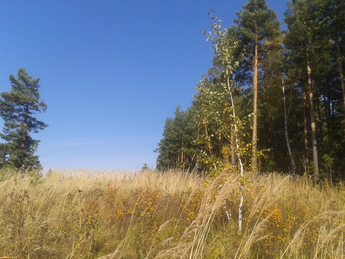 Косогор в лесу. Трава не топтаная.