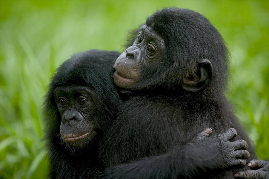 Автор - Кирилл Руозо. Bonobo Orphans Hugging