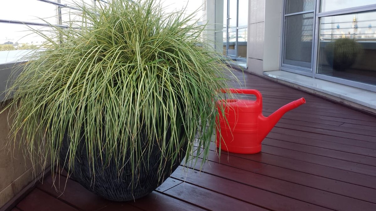  Вот и настал сентябрь- время готовить многолетние растения в контейнерах к периоду покоя. Осока морроу (японская) (Carex morrowii "variegata") необыкновенно эффектно смотрится в контейнерах в течение всего лета, но в конце сезона нужно позаботится о ее комфортной зимовке. Осока зимует при температуре 4-10°С, и, чтобы обеспечить ей наиболее комфортные условия в период покоя, в сентябре необходимо произвести последние поливы и удобрить растения фосфорно-калийными удобрениями или комплексными минеральными удобрениями с маркировкой "осеннее", а когда установятся низкие ночные температуры и наступит угроза заморозков, необходимо занести ее в прохладное освещаемое помещение с невысокой влажностью (оранжерея,зимний сад и т.п.). При редких поливах и хорошем освещении осоку можно сохранить до следующего сезона 